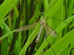 Tipula luna