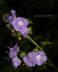 Phacelia bipinnatifida