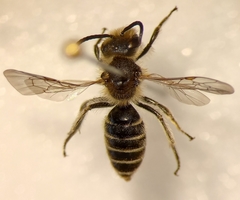 Andrena ovatula