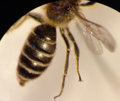 Andrena ovatula