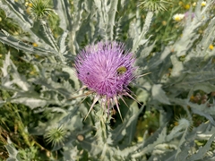 Onopordum macracanthum