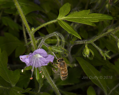 Phacelia bipinnatifida