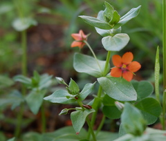 Lysimachia arvensis