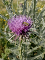 Onopordum macracanthum