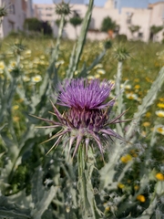 Onopordum macracanthum