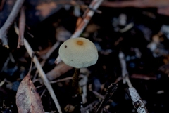 Simocybe phlebophora