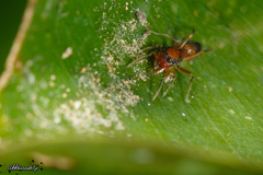 Myrmarachne melanocephala