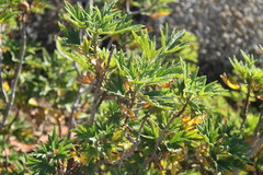 Pelargonium citronellum