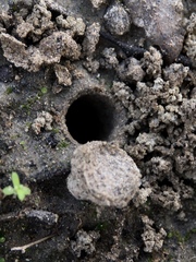 Portacosa cinerea
