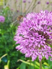 Anthophora quadrimaculata