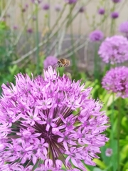 Anthophora quadrimaculata
