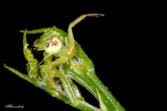 Ebelingia