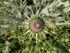 Onopordum macracanthum