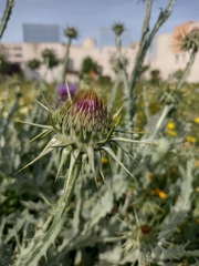Onopordum macracanthum
