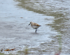 Calidris alba
