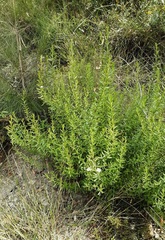 Coopernookia barbata