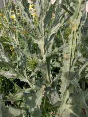 Onopordum macracanthum