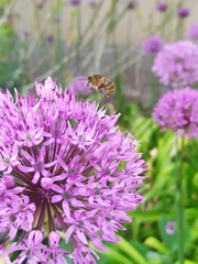 Anthophora quadrimaculata