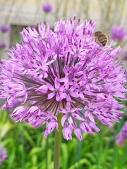 Anthophora quadrimaculata