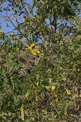 Crotalaria capensis