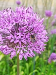 Anthophora quadrimaculata