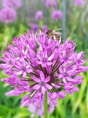 Anthophora quadrimaculata
