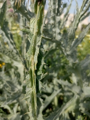 Onopordum macracanthum