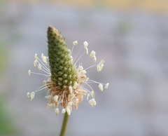 Plantago lanceolata