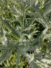Onopordum macracanthum