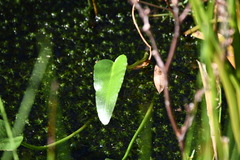 Liparophyllum exaltatum