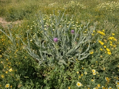 Onopordum macracanthum