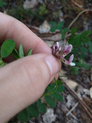 Hosackia rosea