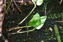 Liparophyllum exaltatum