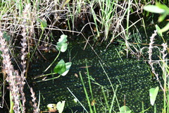 Liparophyllum exaltatum