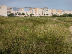 Onopordum macracanthum