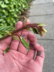 Rubus phoenicolasius