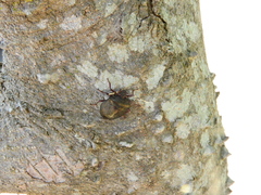 Antiteuchus mixtus