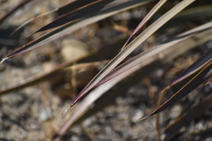 Hesperoyucca