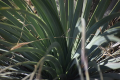 Hesperoyucca