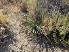 Hesperoyucca