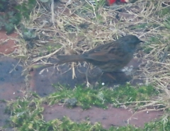 Prunella modularis occidentalis