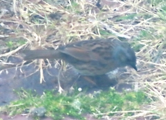 Prunella modularis occidentalis