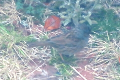 Prunella modularis occidentalis