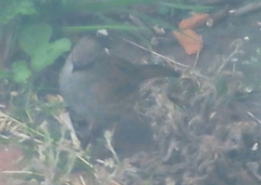 Prunella modularis occidentalis