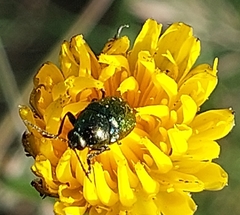 Cryptocephalus violaceus