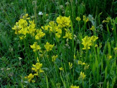 Genista sagittalis