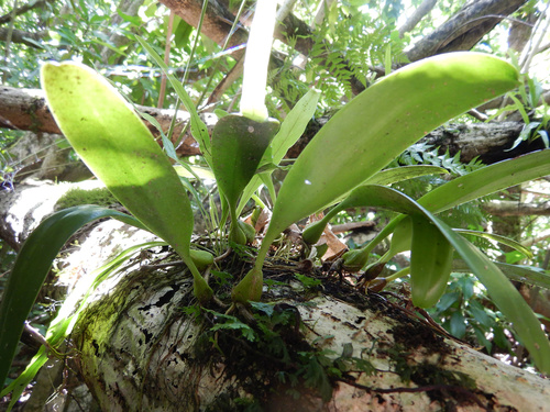 Bulbophyllum longiflorum, photograph 1