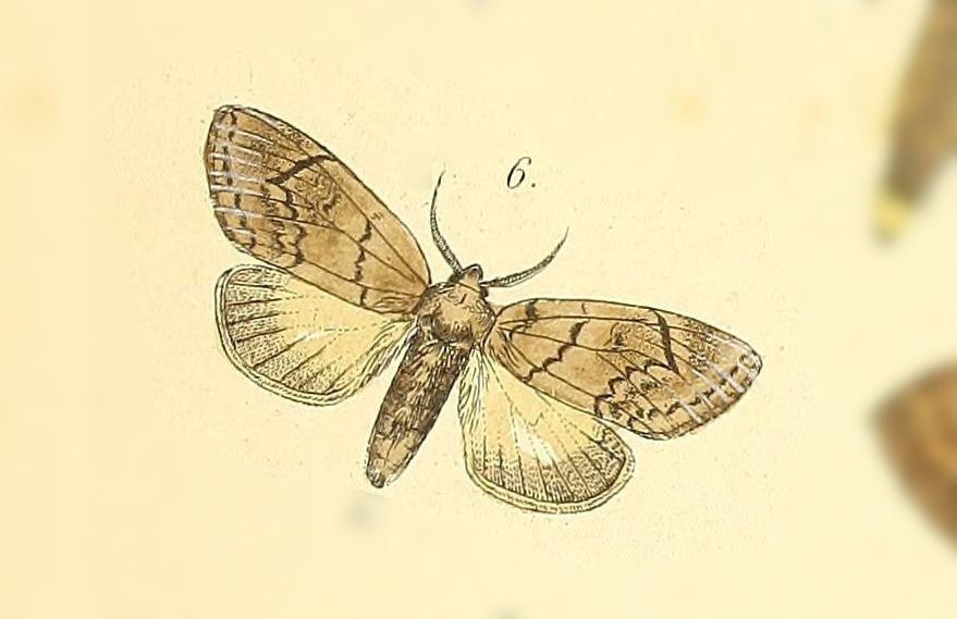 Lusura chera