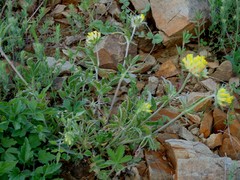 Anthyllis vulneraria