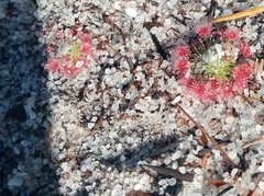 Drosera minutiflora